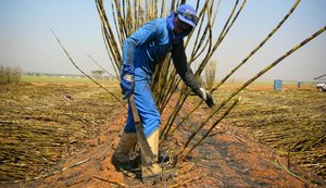 MPT promove audiência pública para discutir recuperação judicial no setor sucroalcooleiro