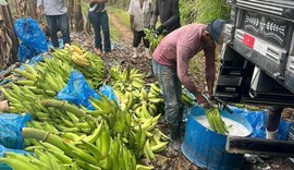 Safra de banana cresce 23% em Alagoas