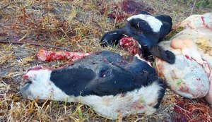 Criminosos invadem propriedade rural para matar animais e roubar as carnes
