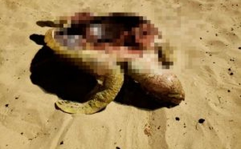 Tartaruga verde é encontrada morta em Jacarecica