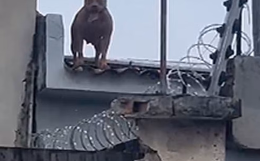 Pitbull usado como cão de guarda assusta moradores no centro de Arapiraca