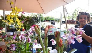 Desenrola para MEI e micro e pequenas empresas começa nesta segunda