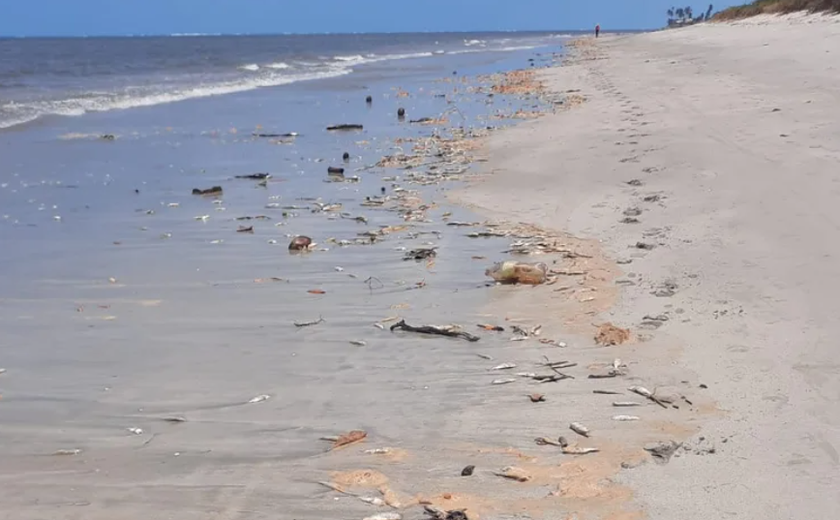 Peixes são encontrados mortos em praia da Barra de Santo Antônio