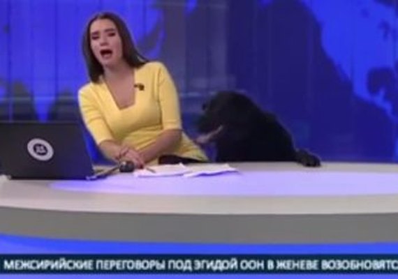 Cão invade estúdio de telejornal e assusta apresentadora; assista