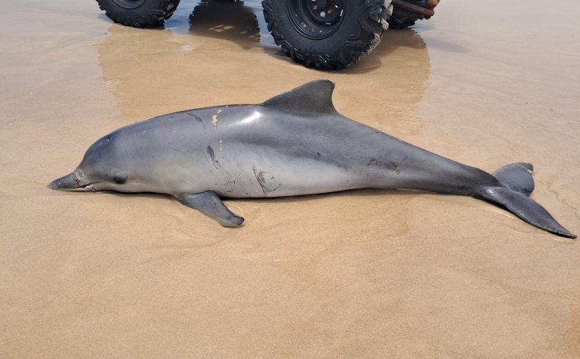 Golfinho é encontrado morto na Praia do Francês