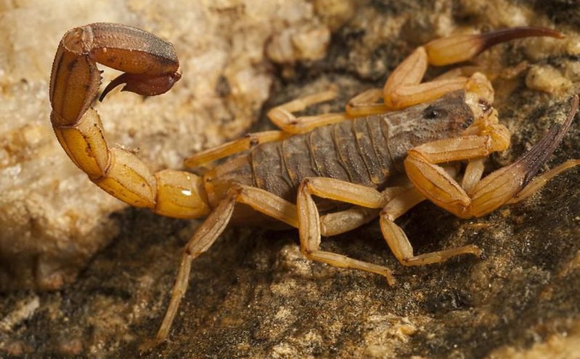 HE do Agreste registra aumento de vítimas de picadas de escorpião