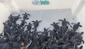 Biota faz soltura de filhotes de tartaruga em Guaxuma