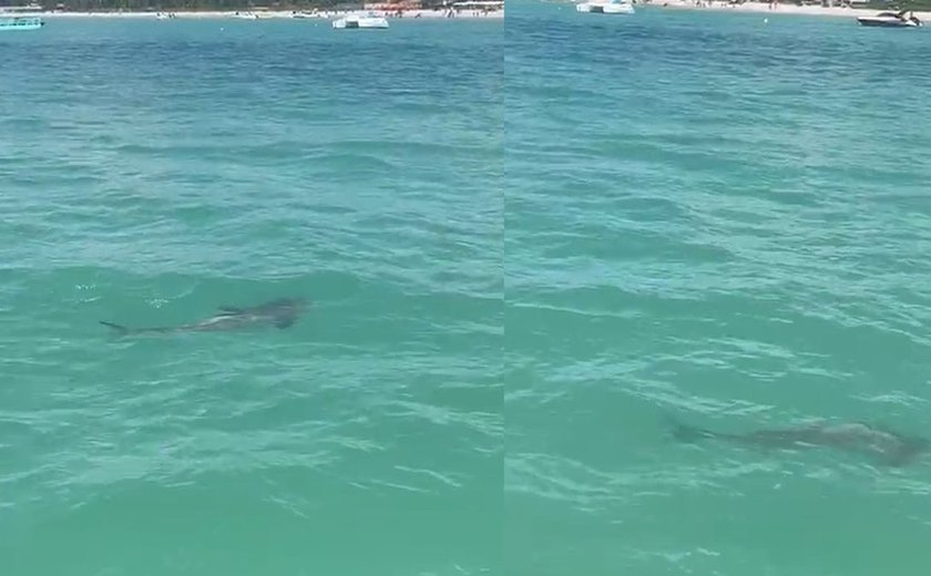 Vídeo de animal marinho gera preocupação em Maragogi, mas especialista aponta que espécie não deve ser tubarão