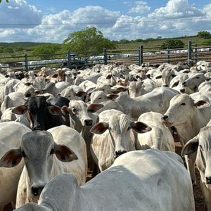 Pecuária alagoana conta com R$ 400 milhões do BNB no segundo semestre