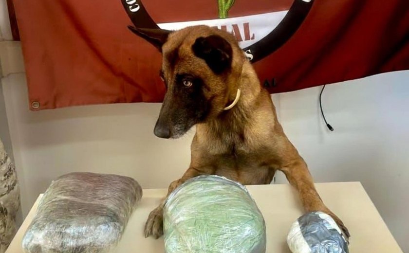 PM apreende drogas e arma de fogo em ações em Jaramataia e Colônia Leopoldina