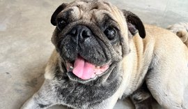 Servidores da Ilumina Maceió acolhem e contribuem para resgate de cão debilitado em Jaraguá