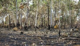 Ano de 2025 é quinto com maior área atingida por queimadas até agosto
