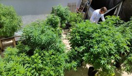 Venda nas farmácias de produtos à base de cannabis cresce 342,3%