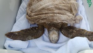 Duas tartarugas são encontradas encalhadas no litoral de Alagoas