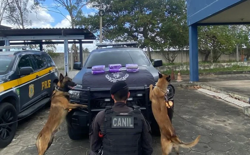 Polícia apreende seis quilos de skunk em operação conjunta na BR-101, em São Sebastião