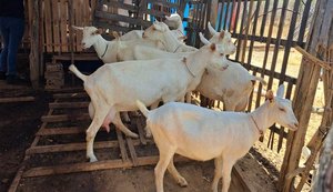 Implantação de sistemas agroflorestais impulsiona caprinocultura leiteira no agreste Alagoano com apoio do Banco do Nordeste