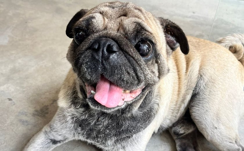 Servidores da Ilumina Maceió acolhem e contribuem para resgate de cão debilitado em Jaraguá