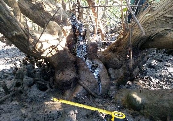 Óleo avança em regiões de mangue de Coruripe e Porto de Pedras
