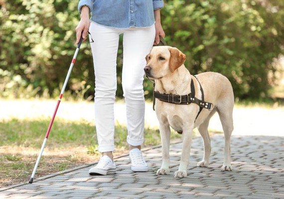 Uber é notificada em SP após motorista recusar passageira com cão-guia