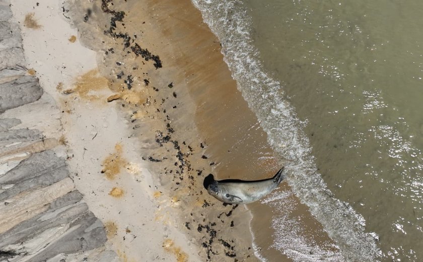 Elefante-marinho é visto em Maceió após dias no litoral e mobiliza monitoramento