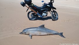 Vídeo: boto-cinza é encontrado morto em Praia da Barra de Santo Antônio