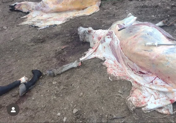 Operação fecha abatedouro clandestino em Porto Real do Colégio