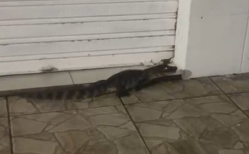 Jacarés circulam em área urbana e assustam moradores de Jequiá da Praia