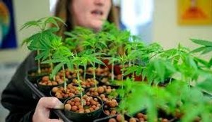 Uruguai inicia amanhã registro em farmácias para compradores de maconha