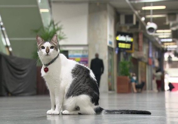 Gato 'ganha na Justiça' o direito de circular por galeria de Copacabana, Zona Sul do Rio