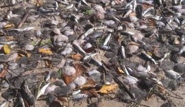 Margens da lagoa Manguaba amanhece com milhares de peixes mortos