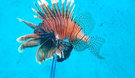 Pesquisadores da Ufal seguem com ações de monitoramento do peixe-leão