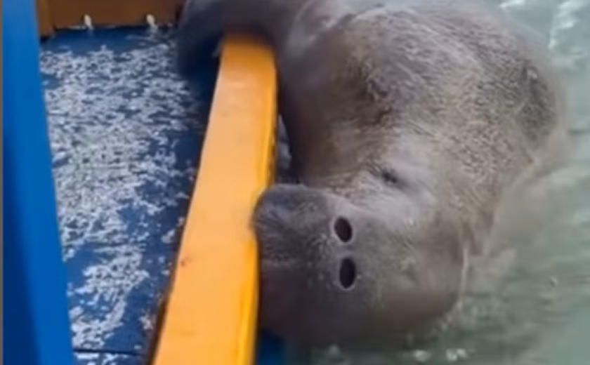 Peixe-boi surpreende turistas nas piscinas naturais do Patacho, em Alagoas