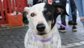 Outubro Rosa Pet alerta para câncer de mama em cadelas e gatas