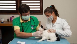 Programa de cuidado de animais garante vacinação de 100 felinos em um dia de campanha