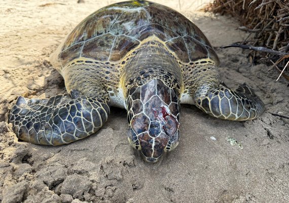 Guardas ambientais de Porto de Pedras resgatam tartaruga-verde ferida na Praia do Patacho