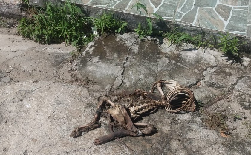 Polícia Civil identifica e indicia autores de descarte irregular de animais mortos em Maceió