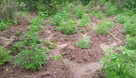 Plantação de maconha é descoberta em propriedade rural em Mata Grande,  Sertão de Alagoas