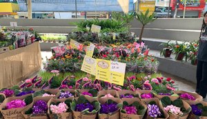Feira de Flores Holambra chega a Arapiraca com mais de 200 espécies e plantas a partir de R$ 5