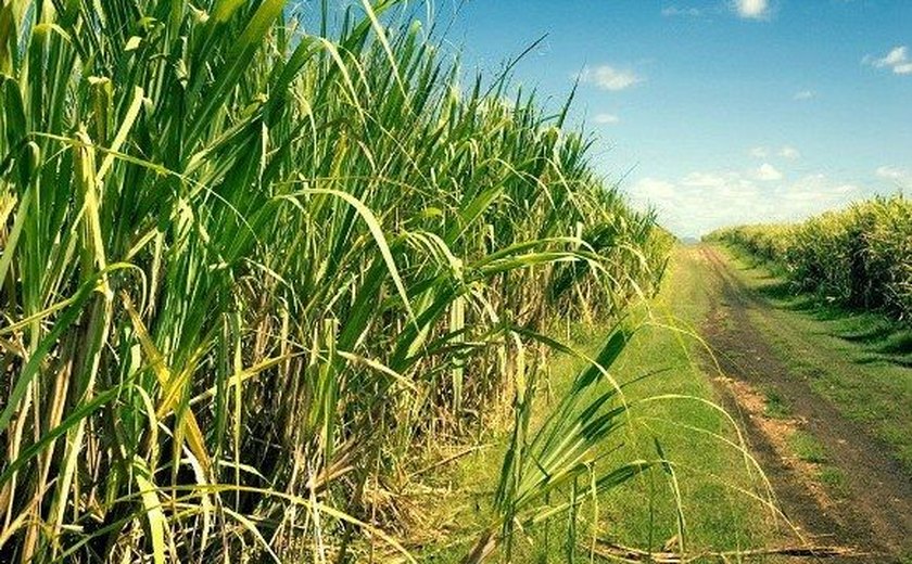Brasil adota medida para proteger usinas contra importação de etanol