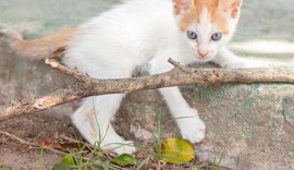 Feira de Adoção leva 25 animais para a Rua Aberta neste domingo (7)