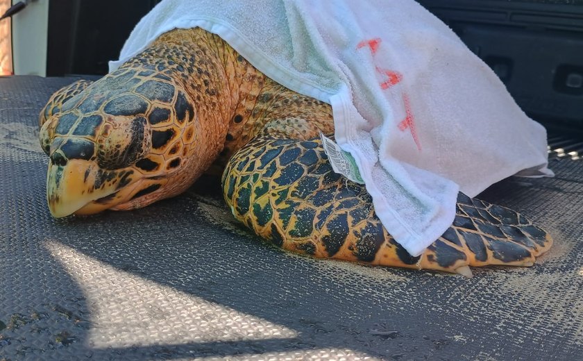 Tartaruga-de-pente ferida é resgatada na praia de Ipioca e recebe atendimento em Maceió