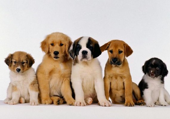 Dia Mundial do Doador de Sangue: pets também podem doar sangue