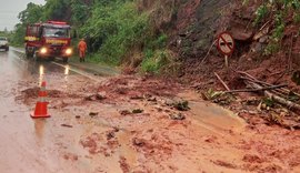 Árvore cai em pista e deixa parte da rodovia BR-104 em Branquinha interditada