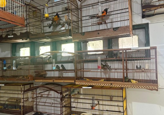 Cetas recebe aves em situação de maus-tratos após apreensão no aeroporto