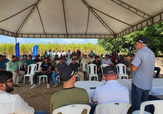Pindorama promove Dia de Campo para colheita em lote experimental de arroz de sequeiro