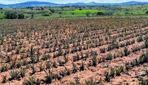 Seca e calor no Agreste já comprometem a próxima safra de mandioca e abacaxi