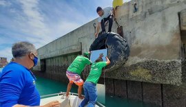 Placas de metal são instaladas no Porto de Maceió para monitorar espécie invasora