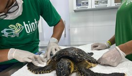 Tartaruga de pente encalha viva na praia da Barra de São Miguel