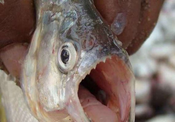 Turistas são atacados por pirambebas durante banho no Rio São Francisco