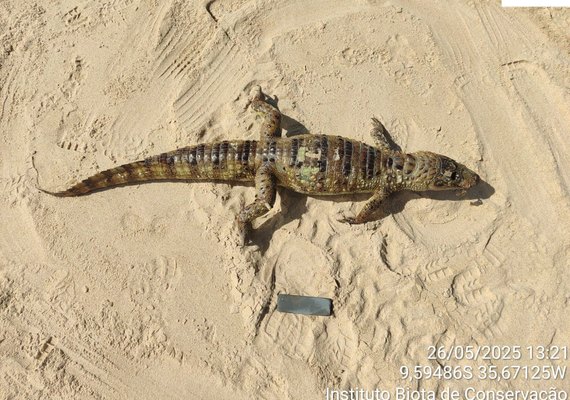 Dois jacarés são encontrados mortos em praias do Litoral Norte de Maceió